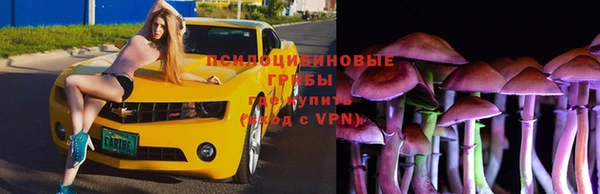 стаф Арсеньев